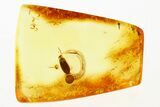 Detailed Fossil False Flower Beetle (Scraptiidae) in Baltic Amber #288626-1